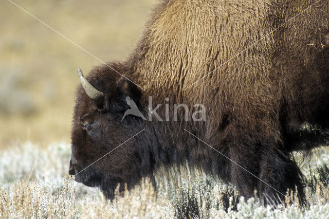 Bizon (Bison bison)