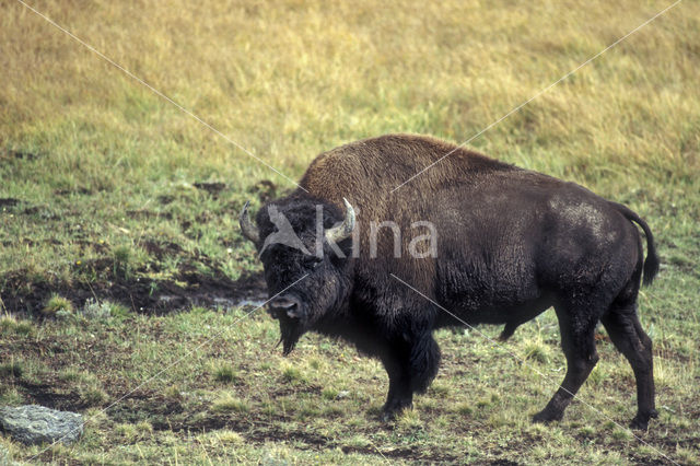 Bizon (Bison bison)