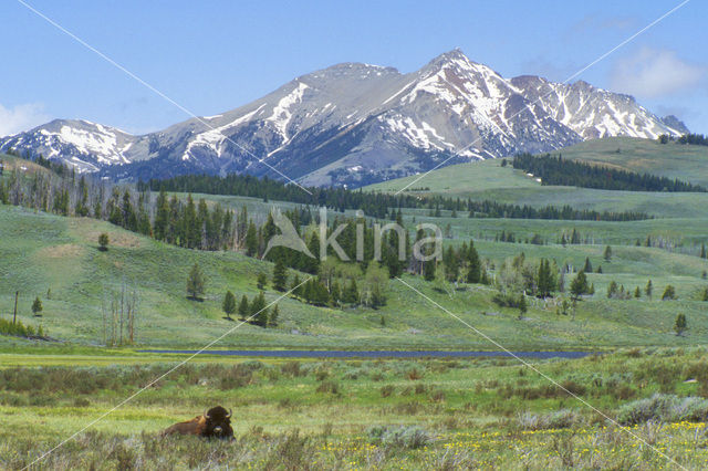 Buffalo (Bison bison)