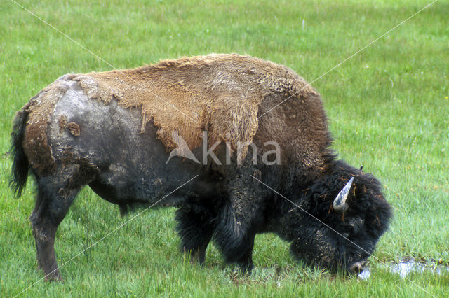 Buffalo (Bison bison)