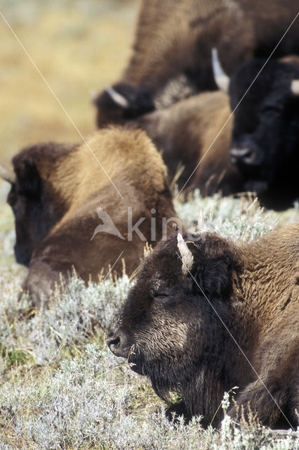 Bizon (Bison bison)