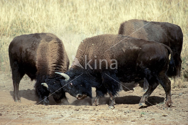 Buffalo (Bison bison)