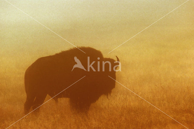 Buffalo (Bison bison)