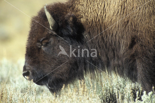 Bizon (Bison bison)