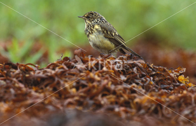 Red-spotted Bluethroat (Luscinia svecica svecica)