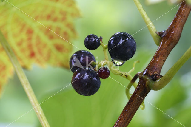 Grape-vine