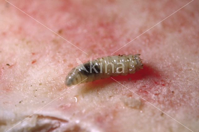 Blauwe vleesvlieg (Calliphora vomitoria)