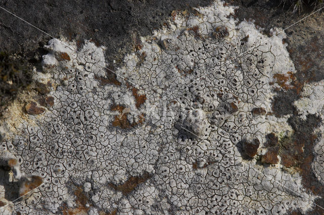 Boulder lichen (Porpidia cinereoatra)