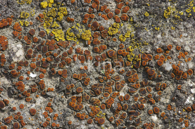 Bleek dijkzonnetje (Caloplaca subpallida)