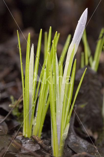 Boerenkrokus (Crocus tommasinianus)