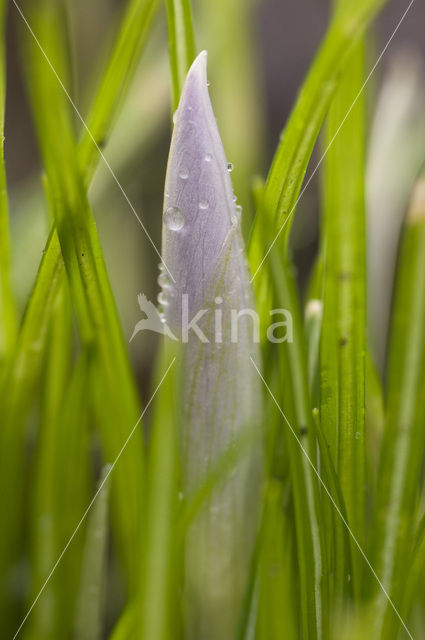 Boerenkrokus (Crocus tommasinianus)