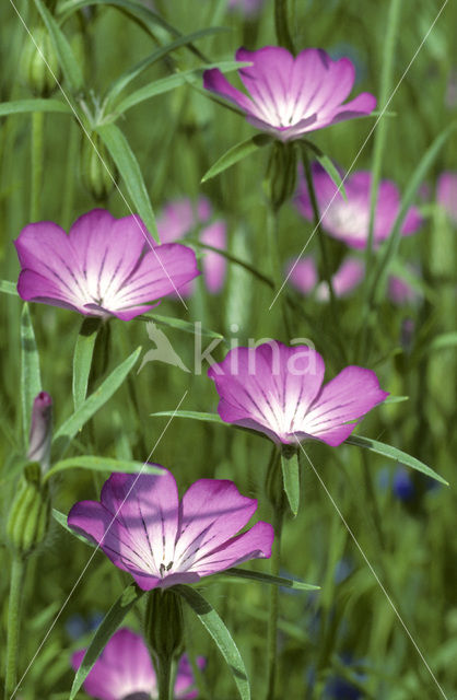 Corncockle (Agrostemma githago)
