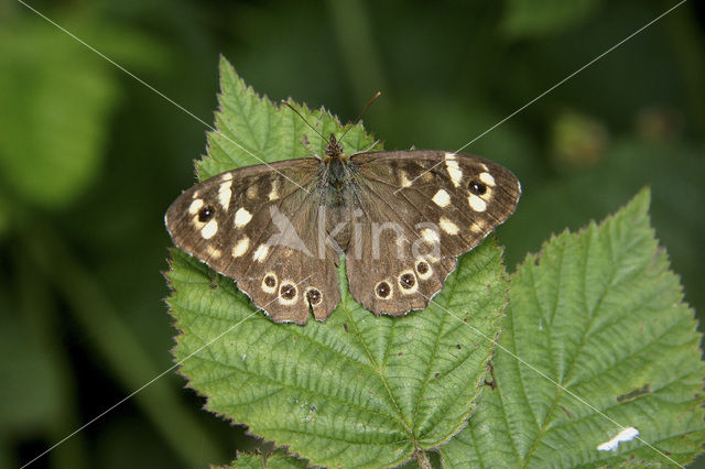 Speckled Wood (Pararge aegeria)