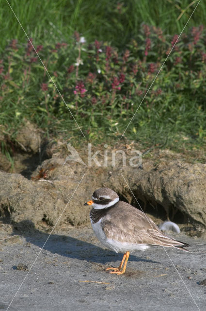 Bontbekplevier (Charadrius hiaticula)