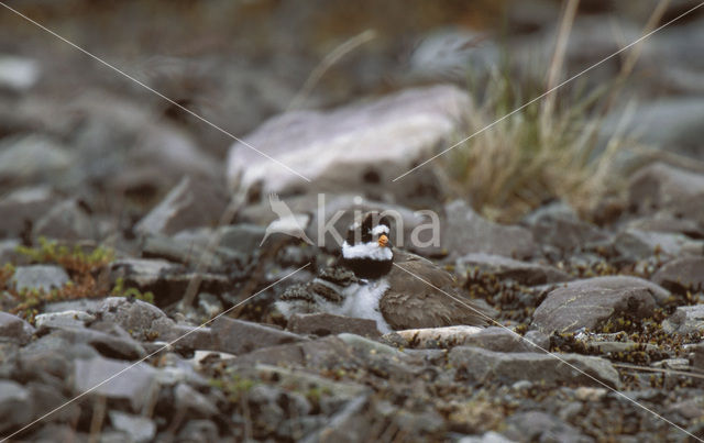 Bontbekplevier (Charadrius hiaticula)