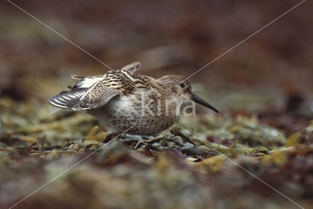 Bonte Strandloper (Calidris alpina)