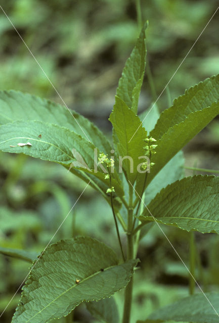 Dog’s Mercury (Mercurialis perennis)