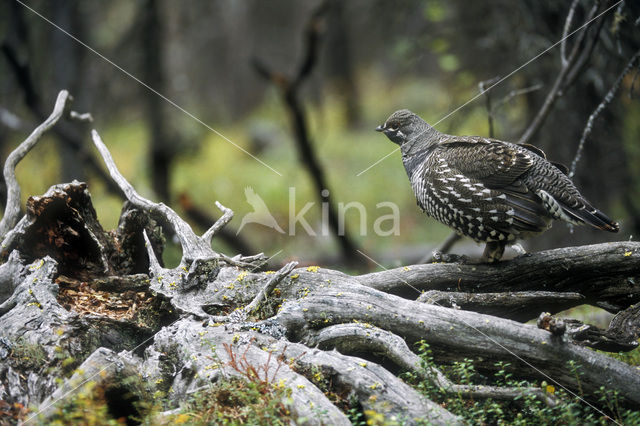 Spruce Grouse (Dendragapus canadensis)