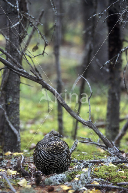 Bossneeuwhoen (Dendragapus canadensis)