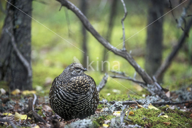 Bossneeuwhoen (Dendragapus canadensis)