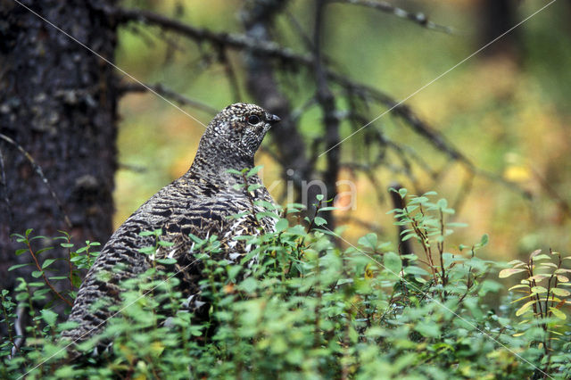 Bossneeuwhoen (Dendragapus canadensis)