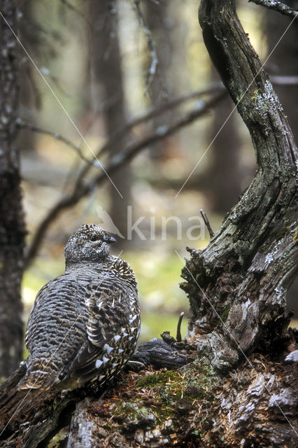 Bossneeuwhoen (Dendragapus canadensis)