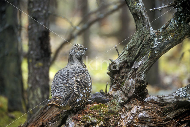 Bossneeuwhoen (Dendragapus canadensis)