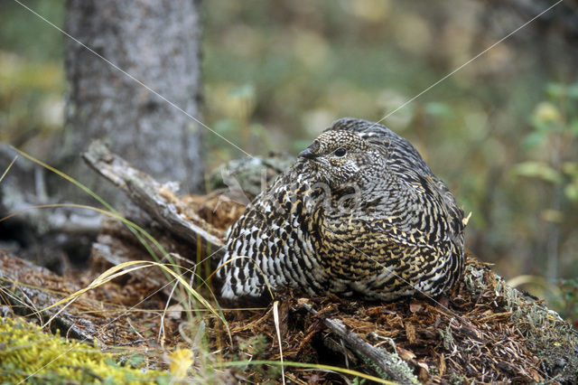 Bossneeuwhoen (Dendragapus canadensis)