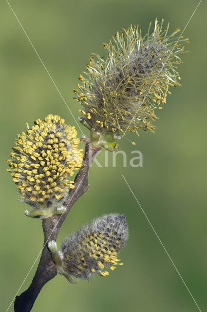 Boswilg (Salix caprea)