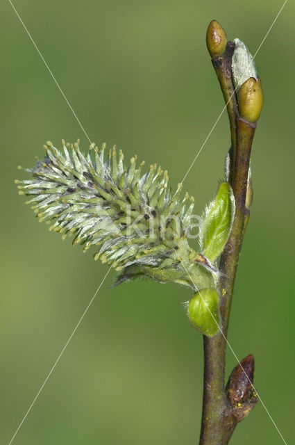 Boswilg (Salix caprea)