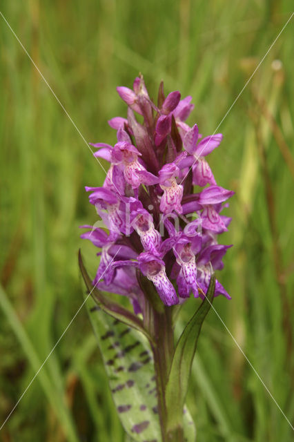 Western Marsh-orchid (Dactylorhiza majalis)