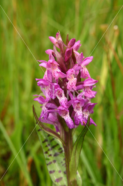 Western Marsh-orchid (Dactylorhiza majalis)