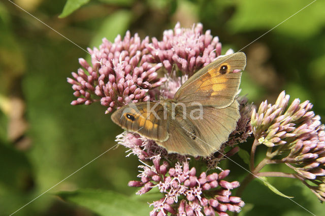 Meadow Brown (Maniola jurtina)