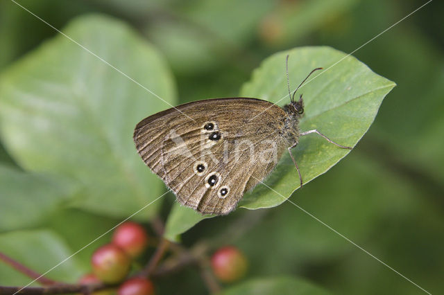 Meadow Brown (Maniola jurtina)