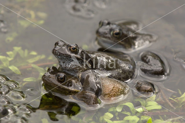 Common Frog (Rana temporaria)