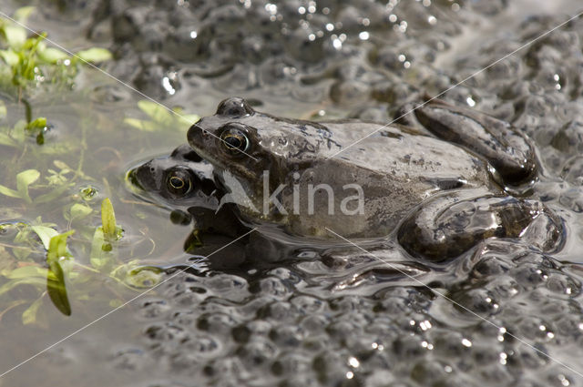 Bruine kikker (Rana temporaria)