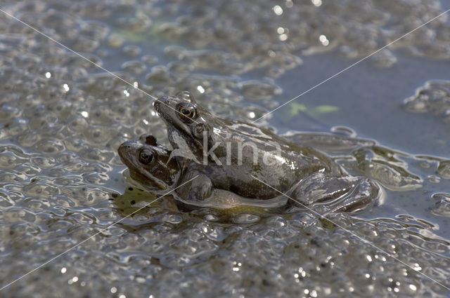 Bruine kikker (Rana temporaria)