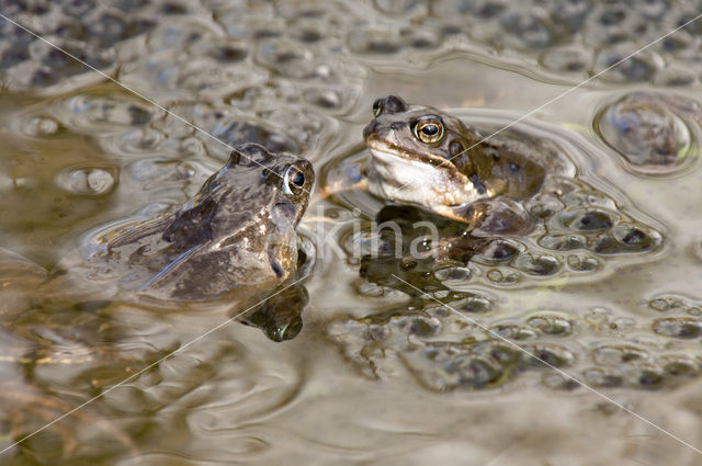 Common Frog (Rana temporaria)