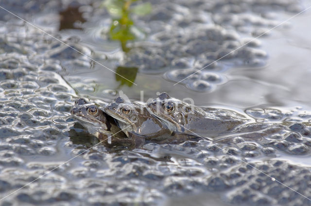 Common Frog (Rana temporaria)