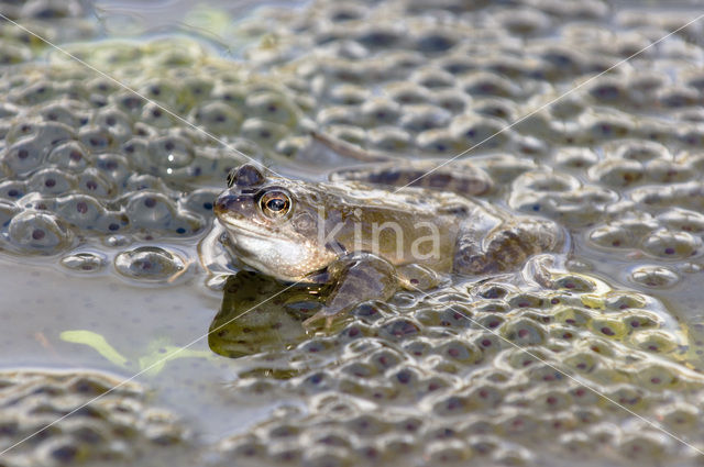 Common Frog (Rana temporaria)