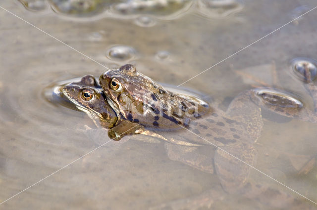 Common Frog (Rana temporaria)