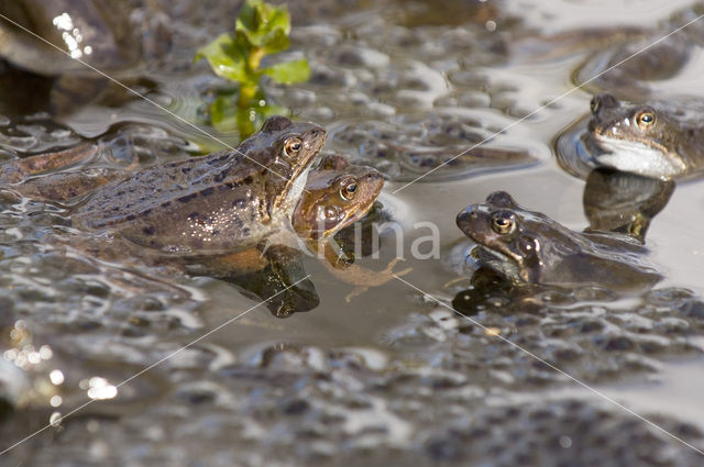 Bruine kikker (Rana temporaria)