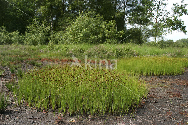 Brown Beak-sedge (Rhynchospora fusca)