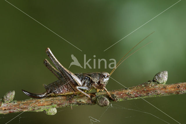 Bruine sprinkhaan (Chorthippus brunneus)