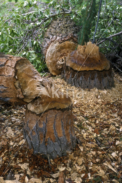 Canadian beaver (Castor canadensis)