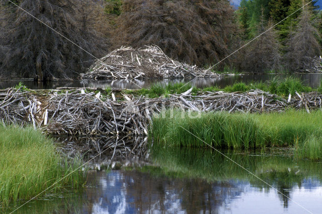 Canadese bever (Castor canadensis)