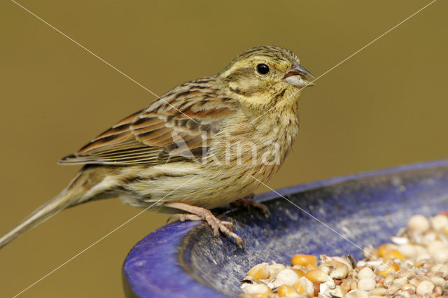 Cirlgors (Emberiza cirlus)