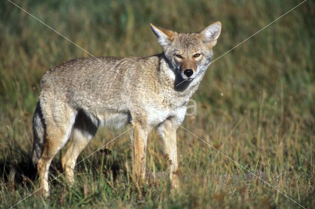 Coyote (Canis latrans)