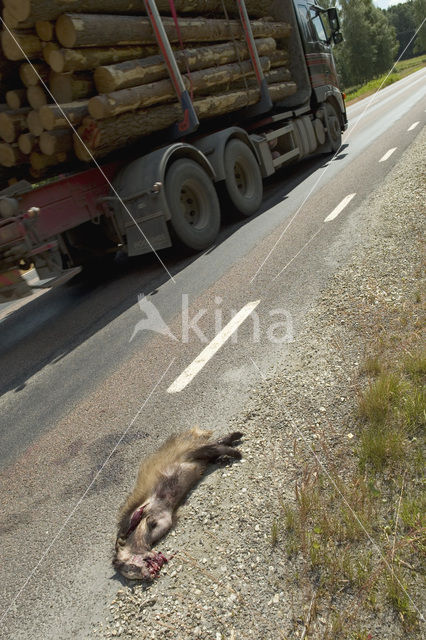 Badger (Meles meles)