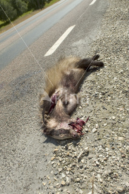 Badger (Meles meles)